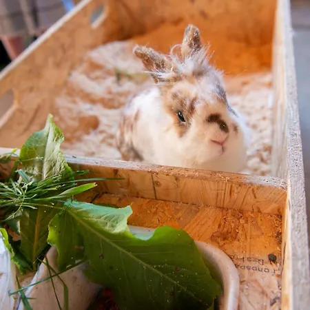 ファームステイ Maurachhof *