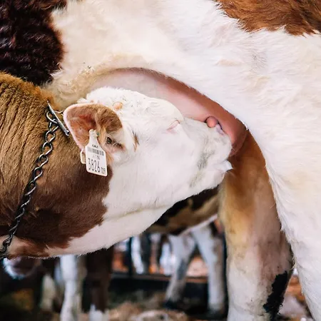 Maurachhof * Sankt Johann im Pongau